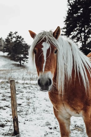 Horses in Winter Classic equine Equipment blog