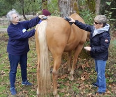 Experiential horse learning 1