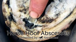 hoof-abscess-smartpak