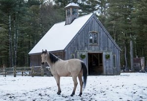 horse-and-barn-in-snow_stablemanagement