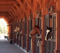 horse and stalls 1