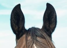 horse ears