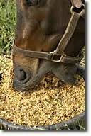 horse eating grain