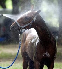 horse getting shower