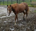 horse in mud CanadianHorseJournal