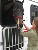 horse in trailer LSU AgCenter