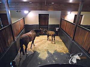 horse stall with mats