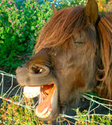 horse teeth wikepedia