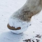 horse-with-ice-balls-in-hoof