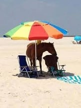 horse with sun umbrella
