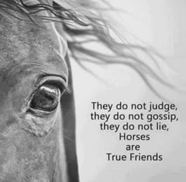 horses are rue friends