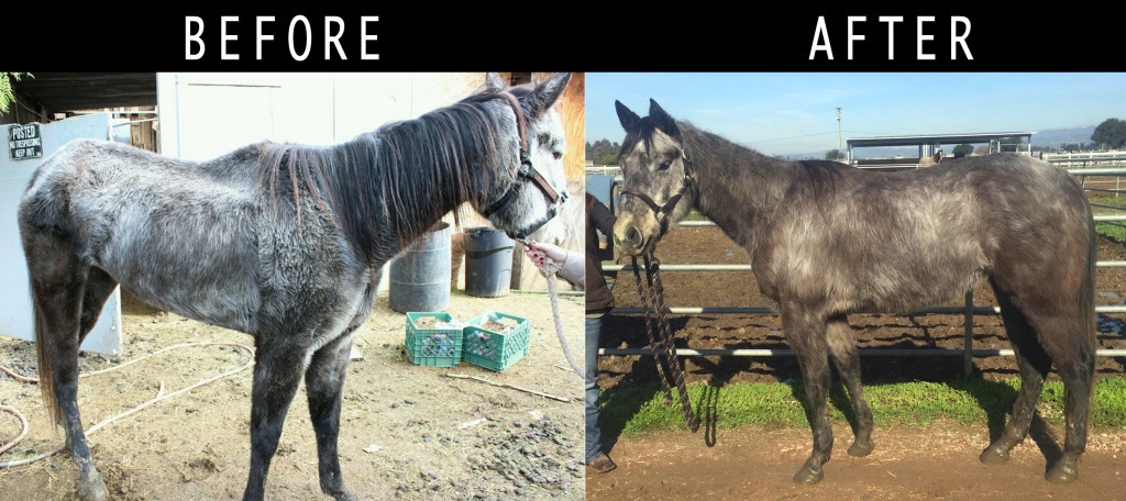 rescue before and after Tails OfA Shelter Vet