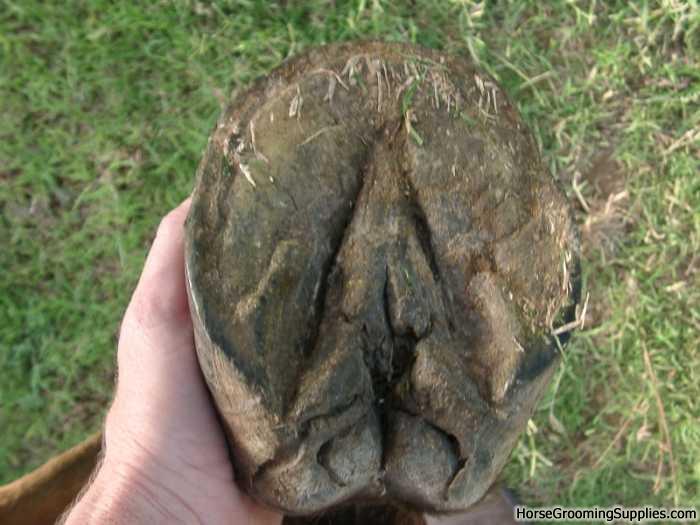 How To Prevent and Treat Hoof Thrush