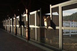 Stall Fronts in morning light with Sundance.180109040308