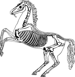Horse Chiropractor