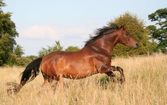 horse running - CEE Blog