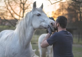 arabian-horse-5249583_960_720-1