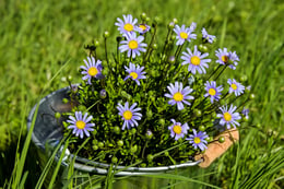 daisies-2209084_1280