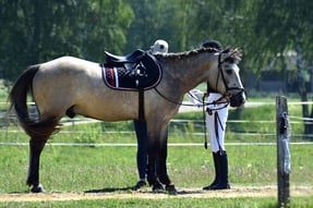 Classic equine equipment blog