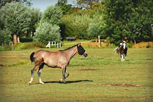 fly mask2