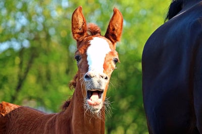 foaling season oh my