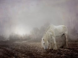 Horse outside in fog 