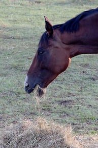 horse and hay-1