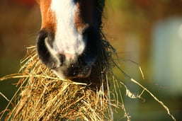 horse and hay