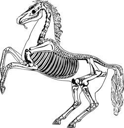 horse bone structure