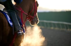 horse breathing equestrian profesdsional