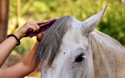 horse brush - Classic Equine Equipment