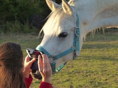 horse camera