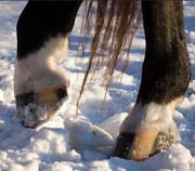 horse hoof in snow 12-11