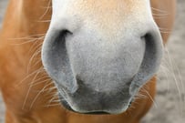 horse nose