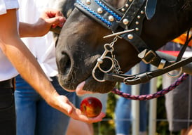 horse with apple