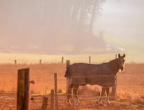 Horse Stalls - Classic Equine Equipment