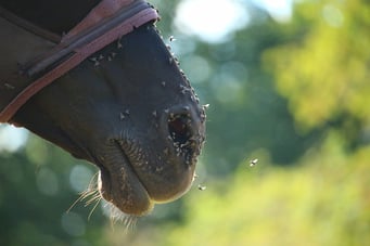 Classic Equine Equipment Blog