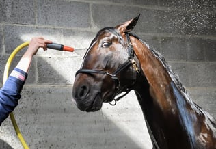 horse being bathed