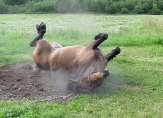 horse rolling in dust - Classic Equine Equipment