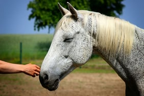 classic equine blog