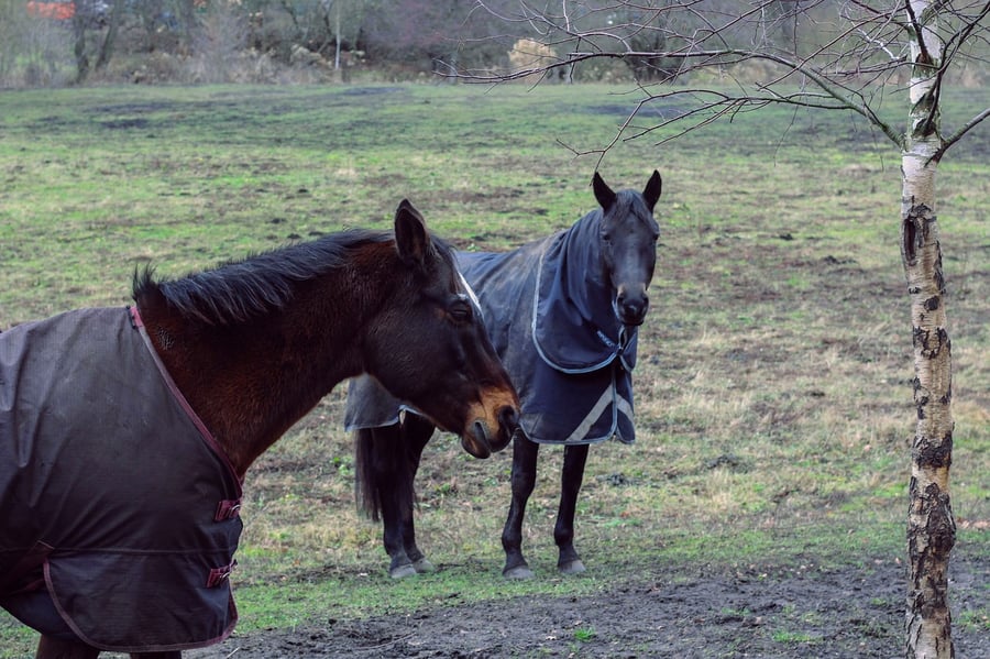 5 Things To Do To Get Your Horse Ready For Winter