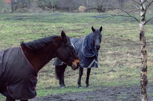 Classic Equine Equipment