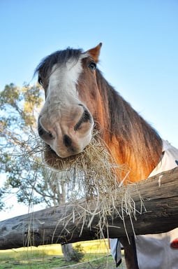 Classic Equine Equipment Blog