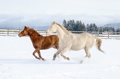 horses in snow classic equine equipment blog