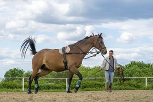 Horse Trainer