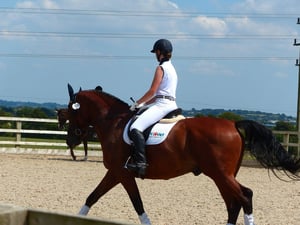 Classic Equine equipment Blog