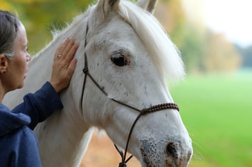 Cee blog - horse with human