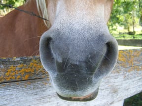 Horse- Classic Equine Equipment Blog