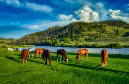 horses grazing