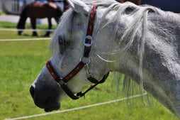 horses pasture